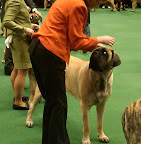 Mastiff in the ring