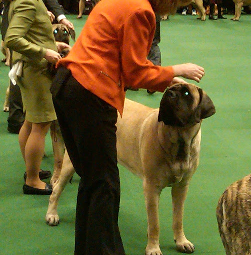 Mastiff in the ring