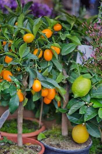 [A-day-in-Nice-561%255B16%255D.jpg]