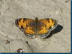 pearly crescentspot butterfly