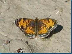 pearly crescentspot butterfly pearly crescentspot butterfly