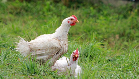chickens chickens