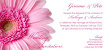 Pale Pink Gerbera 3 Flat Wedding Invitation