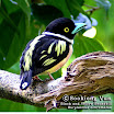 B&Y-Broadbill.jpg