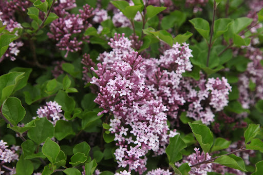 It's coming from the standard lilac trees blooming near the apple espalier!