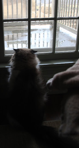 And Vivaldi can attest to just how very windy it gets during these storms.