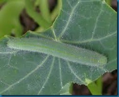 cabbage white caterpillar on cabbage