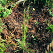 Dandelion_Carolina_False_5.jpg