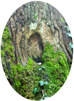 fairy tree door fairy tree door