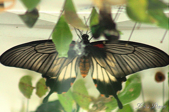 [FPC_Butterfly_Great_Yellow_Mormon%255B11%255D.jpg]