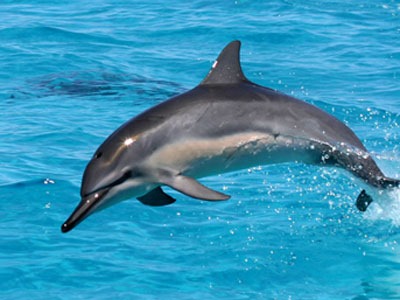 [Amazing%2520Animals%2520Pictures%2520Dolphin%2520%25281%2529%255B3%255D.jpg]