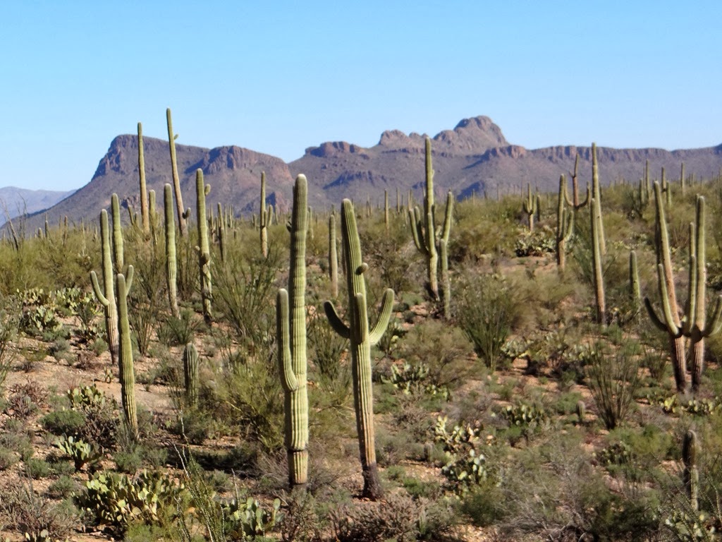 [Hike%25203%2520Saguaro%2520West%2520061%255B3%255D.jpg]