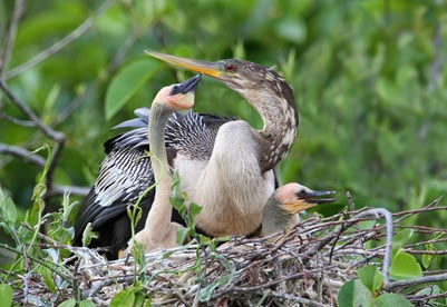 Female American Anhinga with Young at Nest - Everglades National Park, Florida
