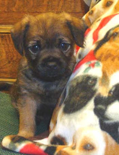 Cute as a bug!Mardi puppy