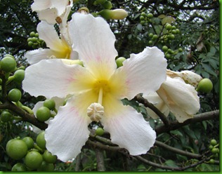 Ceiba graviozii Ceiba graviozii