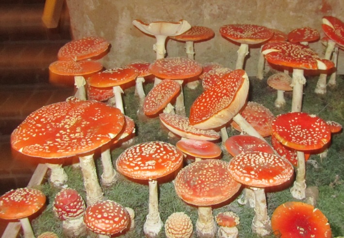 [Fliegenpilze8.jpg]