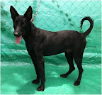 Oso. Macho 1.5 años. Muy inteligente, amoroso, juguetón, hiperactivo, guardián