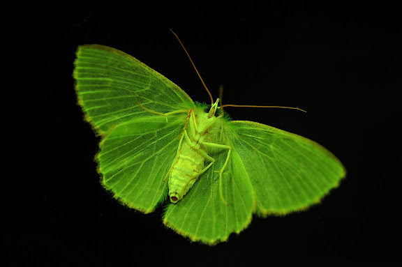 Geometridae : Geometrinae : Anisozyga metaspila WALKER, 1861, verso. Umina Beach (New South Wales, Australie), 18 mars 2011. Photo : Barbara Kedzierski