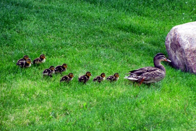 [Ducklings-Spring-20143.jpg]
