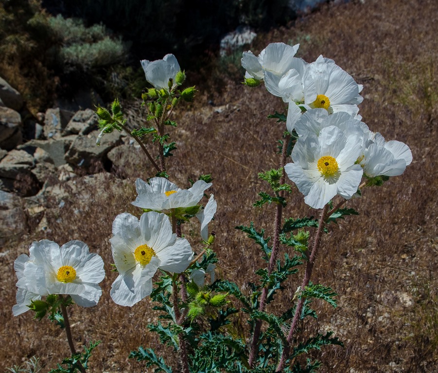 [Great%2520Basin-85%255B3%255D.jpg]