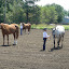 2012 Horse Show