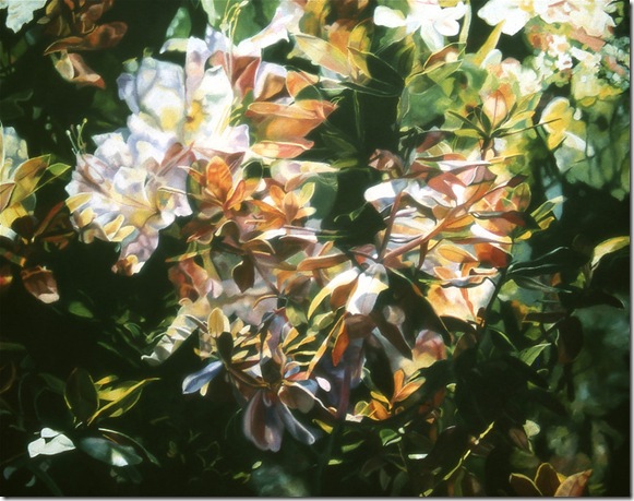 sunlit rhododendrons sunlit rhododendrons