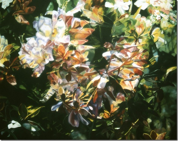 sunlit rhododendrons