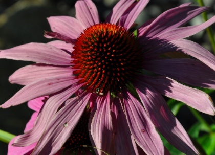 DSC_0276.jpg DSC 0276