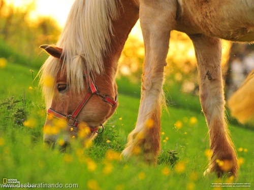 wallpapers national geographic desbaratinando (10) wallpapers national geographic desbaratinando (10)