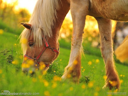 wallpapers national geographic desbaratinando  (10)