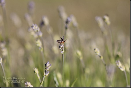 macro_20120612_lavendelkryp1