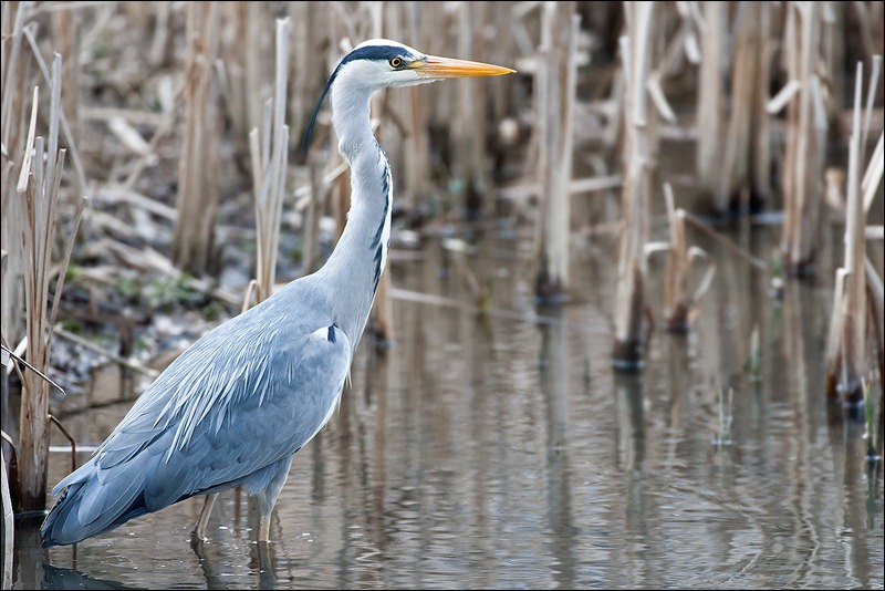 Heron