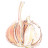 Knoblauch Buntstift, Britta Külzer 2009