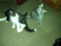 Afbeelding van alles kittens nikita 9 maart 2010 027.jpg