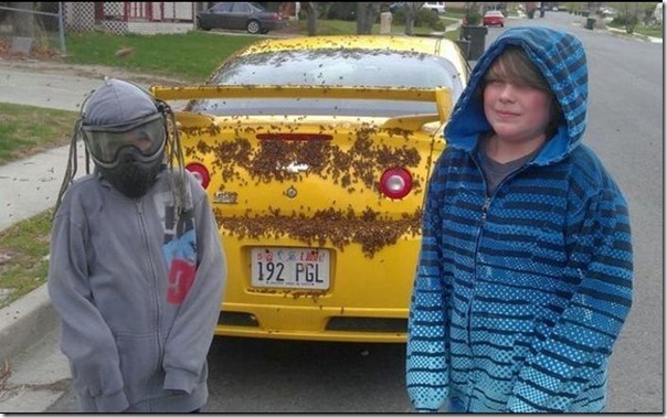 Chevrolet camaro (3)