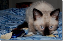 ziggy2