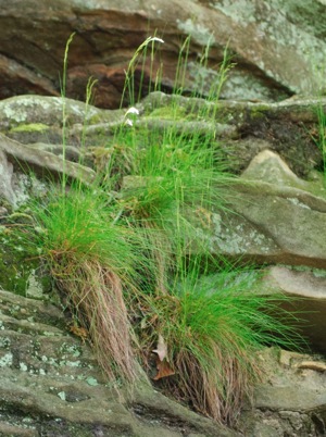 DSC_0027_Cropped.jpg DSC 0027 Cropped