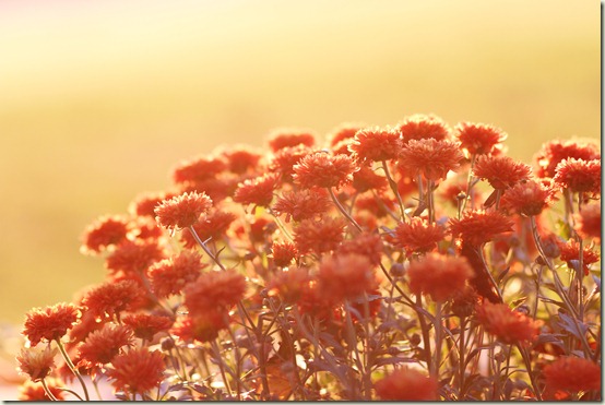 10911_Orange mums