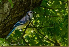 Blue Jay