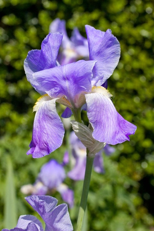 [Irises-8%255B4%255D.jpg]