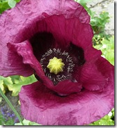 portmore purple poppy