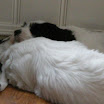 puppen 6 weken 014.jpg