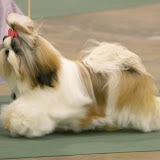Toledo Kennel Club, May 31, 2003