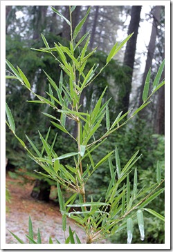 111124_Chusquea-gigantea_03 111124_Chusquea-gigantea_03