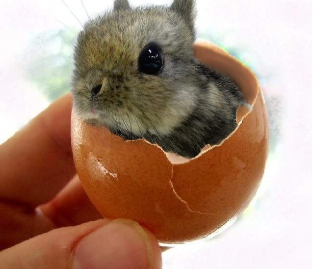 [Cute-Bunny-in-an-egg-shell%255B15%255D.jpg]