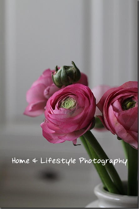 Home & Lifestyle Home & Lifestyle