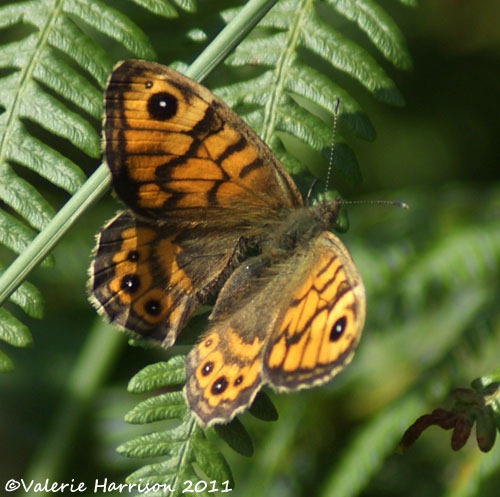 [39-wall-butterfly%255B2%255D.jpg]
