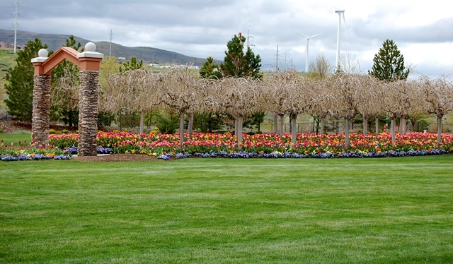 [tptulips3%255B2%255D.jpg]