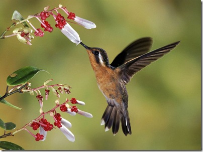 beija-flor-1