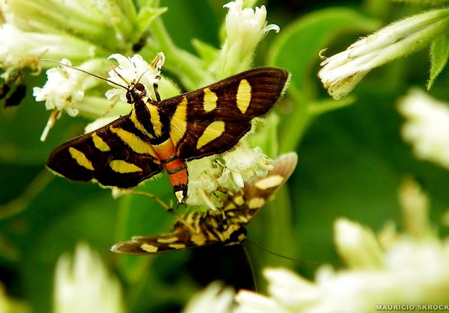 Crambidae : Syngamia florella (STOLL, 1781). Environs de Curitiba, Paraná. 23 avril 2011. Photo : Mauricio Skrock